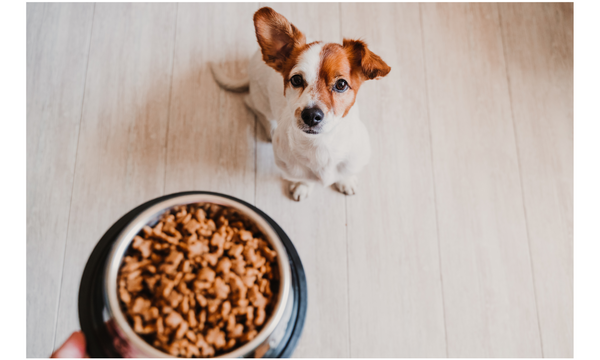 Nutrition 101 - Understanding Your Dog Food